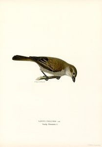 Ťuhýk červenohřbetý (barva litho)