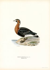 Husa rudoprsá (barva lito) od Magnus Ferdinand and Wilhelm von Wright