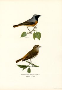 Redstart (barva lito) od Magnus Ferdinand and Wilhelm von Wright