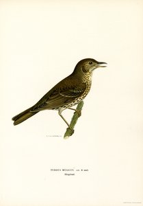 Redwing (barva lito) od Magnus Ferdinand and Wilhelm von Wright