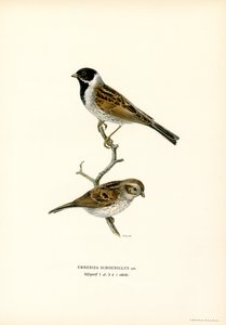 Strnad rákosový (barva lito) od Magnus Ferdinand and Wilhelm von Wright