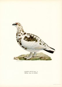 Rock Ptarmigan (barva lito)