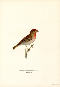 Rosefinch (barva lito) od Magnus Ferdinand and Wilhelm von Wright