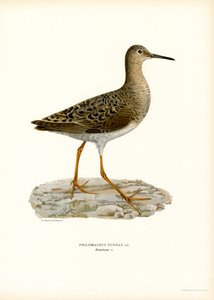 Ruff (barva lito) od Magnus Ferdinand and Wilhelm von Wright