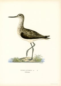 Sandpiper (barva lito) od Magnus Ferdinand and Wilhelm von Wright