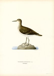 Sandpiper (barva lito) od Magnus Ferdinand and Wilhelm von Wright