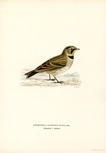 Shore Lark (barevná lito) od Magnus Ferdinand and Wilhelm von Wright