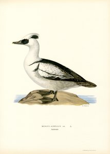 Smew (barva lito) od Magnus Ferdinand and Wilhelm von Wright