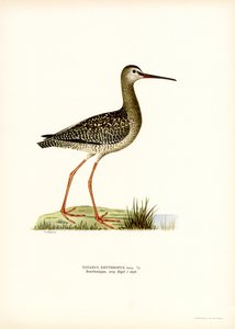 Tečkovaný Redshank (barva lito) od Magnus Ferdinand and Wilhelm von Wright