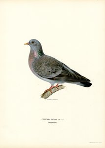 Stock Dove (barva lito) od Magnus Ferdinand and Wilhelm von Wright