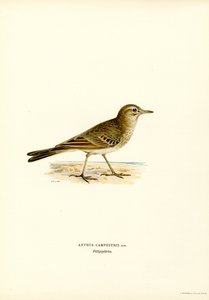Tawny Pipit (barevná lito) od Magnus Ferdinand and Wilhelm von Wright