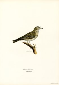 Pipit stromový (barevná lito) od Magnus Ferdinand and Wilhelm von Wright