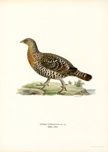 Tetřev hlušec (barevný litho)