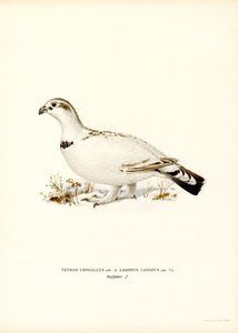 Tetřev hlušec x Willow Ptarmigan (barva lito) od Magnus Ferdinand and Wilhelm von Wright