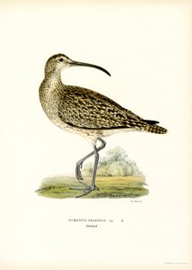 Whimbrel (barva lito) od Magnus Ferdinand and Wilhelm von Wright
