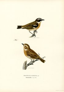 Whinchat (barevné lito) od Magnus Ferdinand and Wilhelm von Wright