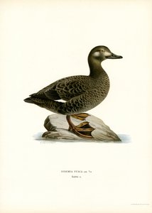 Scoter bělokřídlý (barva litho) od Magnus Ferdinand and Wilhelm von Wright