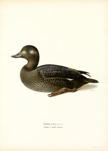 Scoter bělokřídlý (barva litho) od Magnus Ferdinand and Wilhelm von Wright