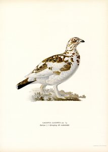 Willow Ptarmigan (barva lito)