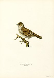 Wood Lark (barva lito) od Magnus Ferdinand and Wilhelm von Wright