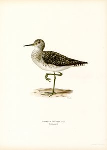 Sandpiper dřevěný (barva lito) od Magnus Ferdinand and Wilhelm von Wright