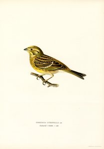 Yellowhammer (Emberiza citrinella) (barva lito) od Magnus Ferdinand and Wilhelm von Wright