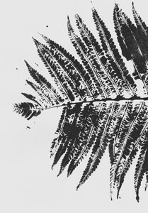 Botanická silueta kapradiny