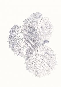 Minimalistické textury listů od Maira Ribena