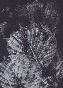 Studie monochromatického listu od Maira Ribena