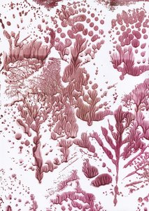 Organický Maroon Flow od Maira Ribena