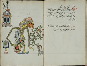 Kurkuma Java, MS 41 s. 40, dnes 20, 1830
