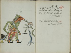 Kurkuma Java, MS 41 s. 46, obrázek 23, 1830