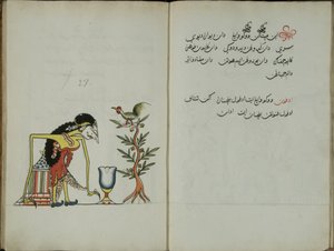 Kurkuma Java, MS 41 s. 54, obrázek 27, 1830