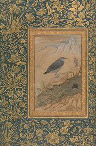 Diving Dipper and Other Birds, Folio z alba Shah Jahan, recto: ca. 1610-15.