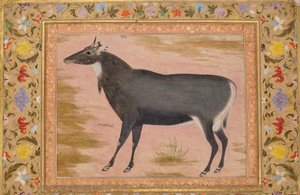 Studie modrého býka Nilgai, Folio z alba Shah Jahan, verso: ca. 1620, cca. 1540.