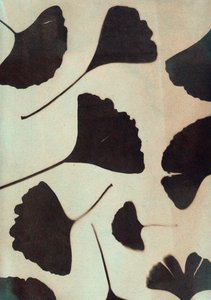 Ginkgo biloba, 2023 (kyanotypie, kombinovaná technika)