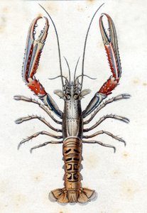 Natural History Tale: The Langoustine podle Marca Eliesera Blocha Ichtyologie Paříž - Berlín - Londýn 1787. od Marcus Élieser Bloch