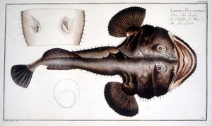 Natural History Tale: The Lotte d