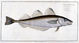 Přírodovědná tabule: Treska bezvousá podle Marca Eliesera Blocha Ichtyologie Paříž - Berlín - Londýn 1787. od Marcus Élieser Bloch