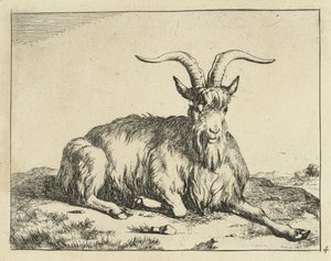 Ležící koza s nataženou přední nohou Goats and Bucks (název série)
