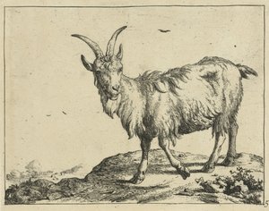 Stojící koza zepředu Goats and Bucks (název série)