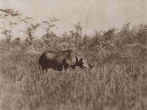 Procházení od Marcuswell Maxwell