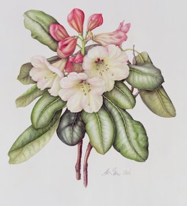 Rhododendron (akvarel na papíře)