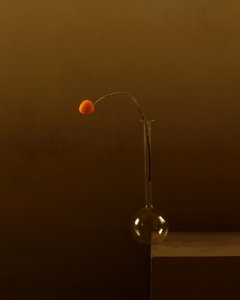 Minimalistická oranžová květina