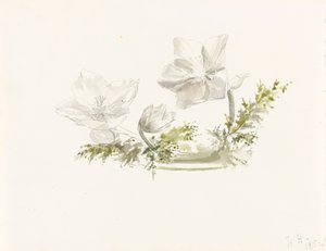Studie květinového aranžmá (grafit, akvarel) od Margaret Louisa Herschel