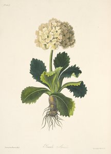 Auricula, z Květinové ilustrace ročních období, hospoda. 1829 (ručně kolorovaná rytina) od Margaret Roscoe