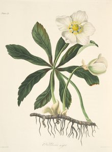 Černý čemeřice nebo vánoční růže, z Květinové ilustrace ročních období, hospoda. 1829 (ručně kolorovaná rytina) od Margaret Roscoe