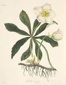 Černý čemeřice nebo vánoční růže, z Květinové ilustrace ročních období, hospoda. 1829 (ručně kolorovaná rytina) od Margaret Roscoe