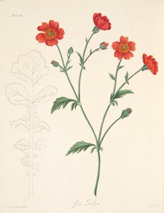 Chilean Avens, z Květinové ilustrace ročních období, hospoda. 1829 (ručně kolorovaná rytina) od Margaret Roscoe