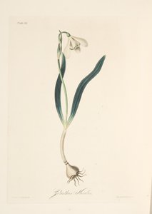 Sněženka obecná, z Květinové ilustrace ročních období, hospoda. 1829 (ručně kolorovaná rytina) od Margaret Roscoe